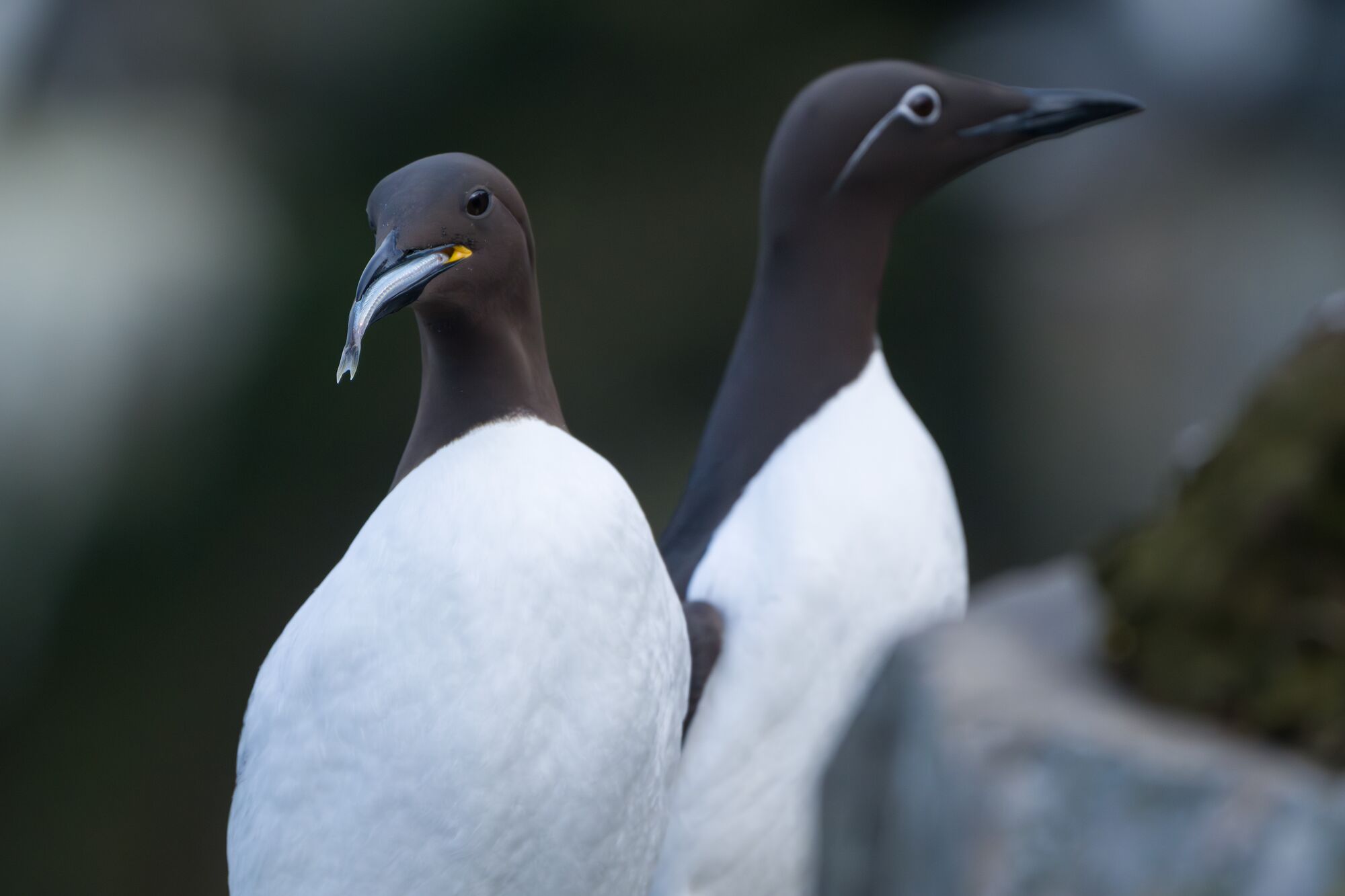 Common Murres