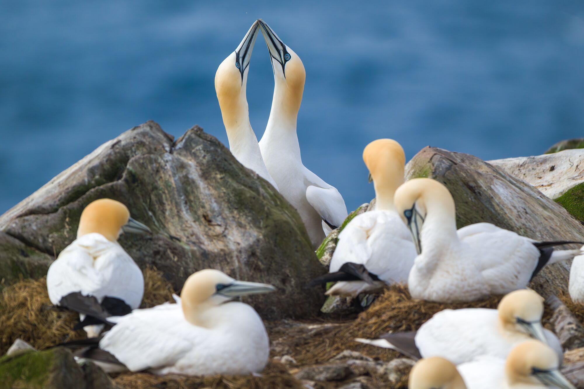 Gannets Rubbing Bills