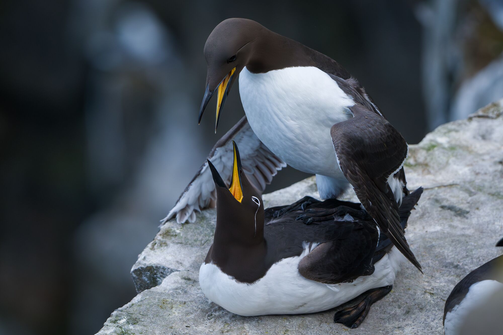 Common Murres