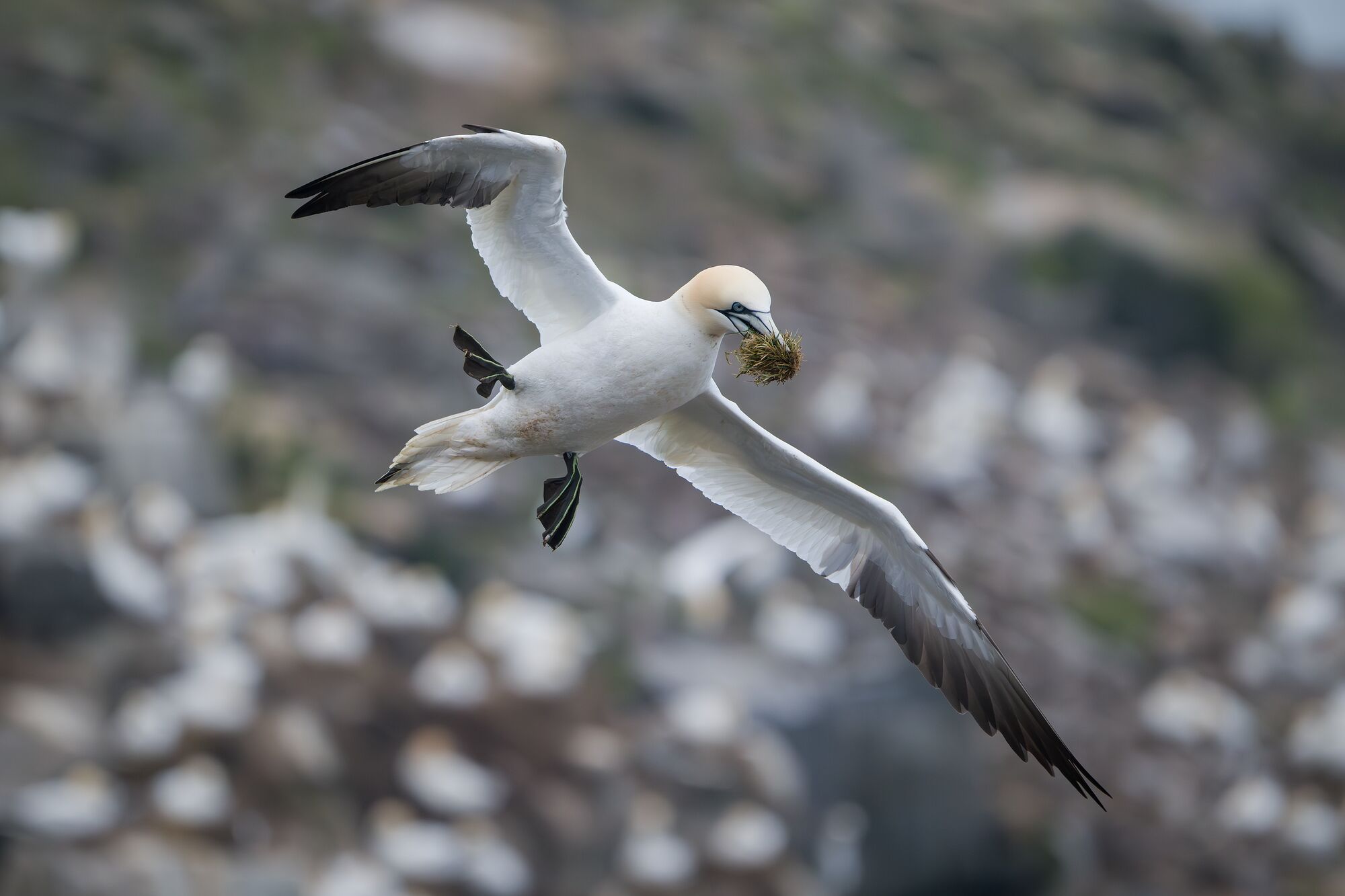 Gannet Flying with Grass