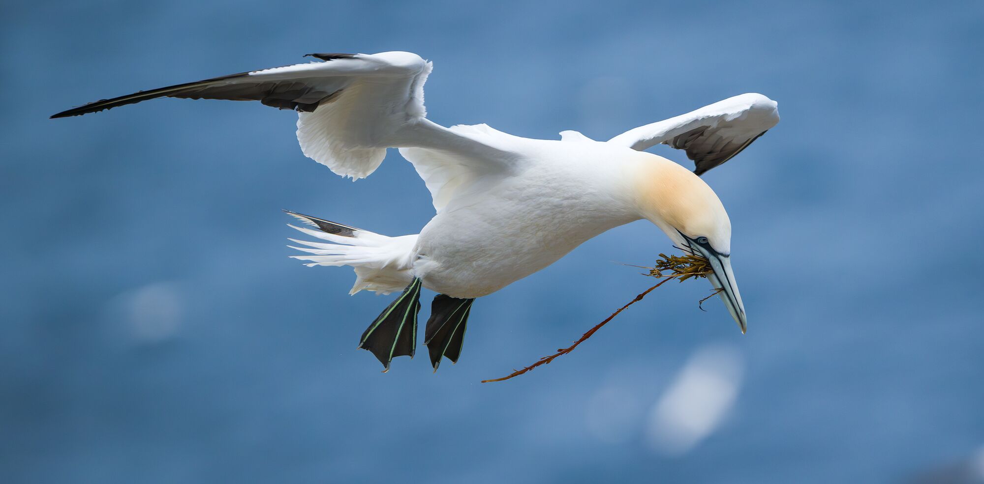 Gannet Flying with Seaweed