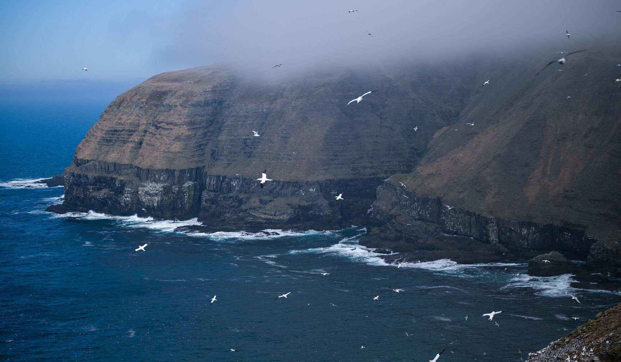 Cape St. Mary's Cliffs