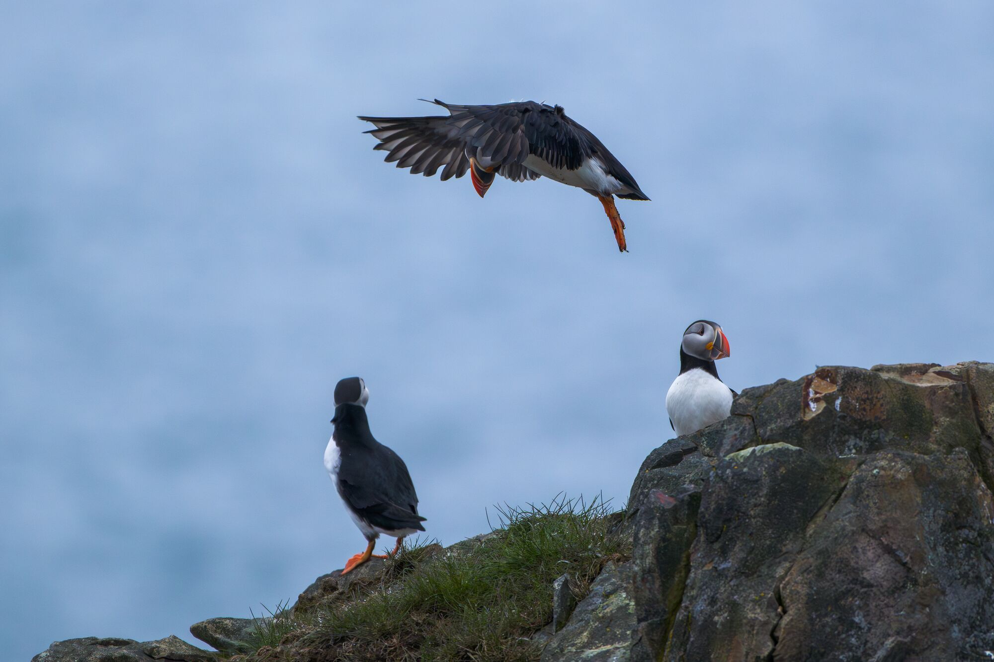 Puffin Coming in for Landing
