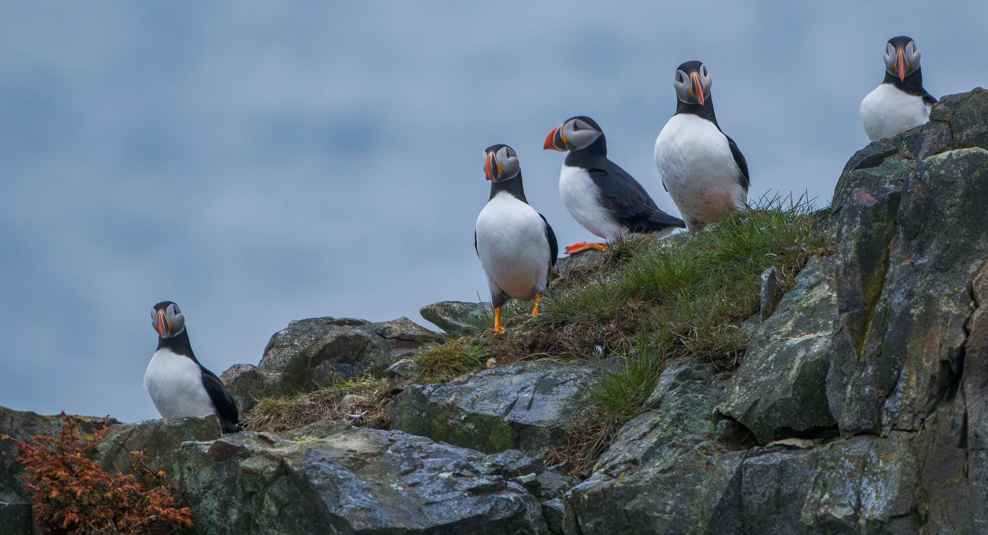 Group of Puffins
