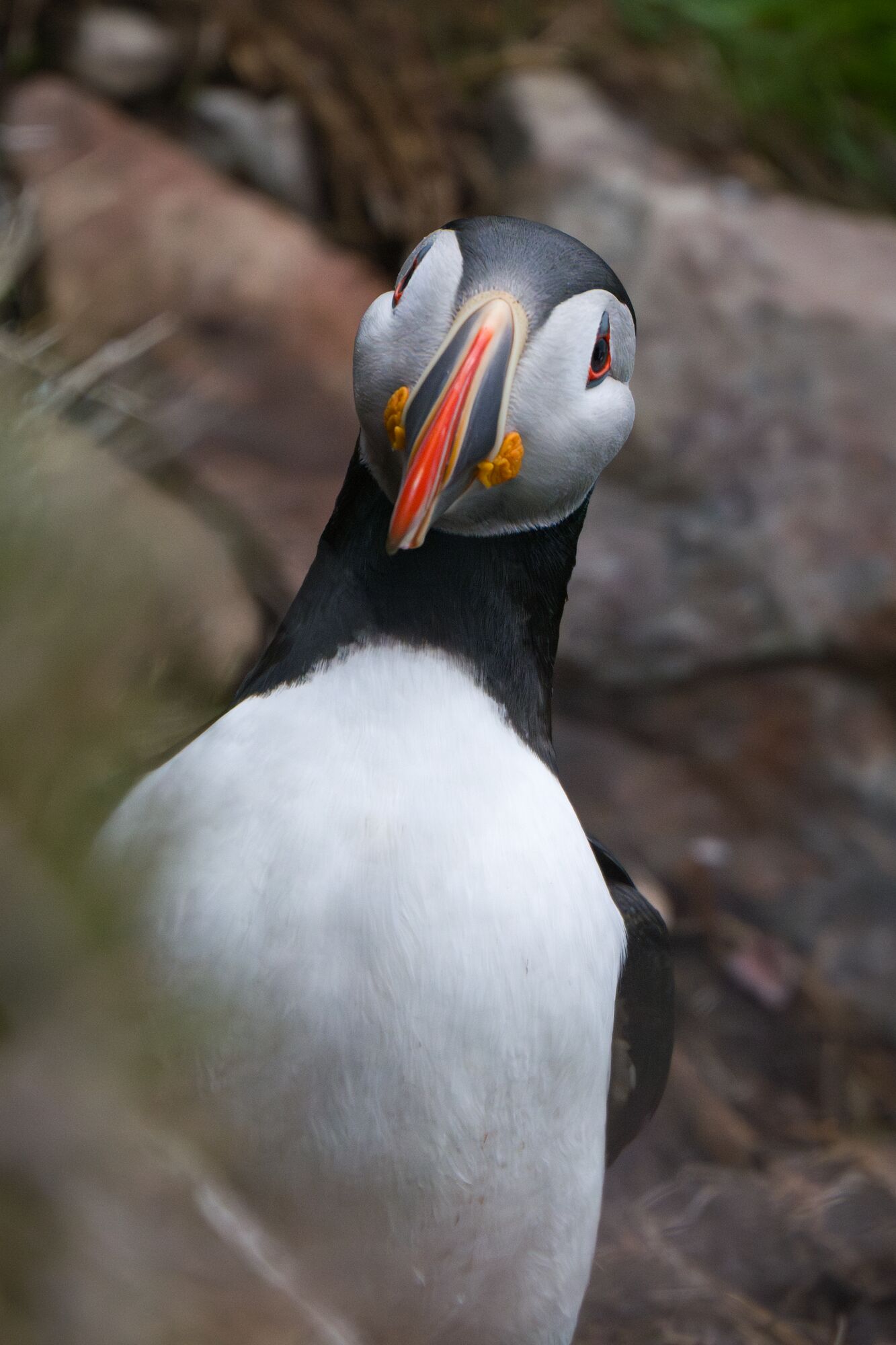 Puffin