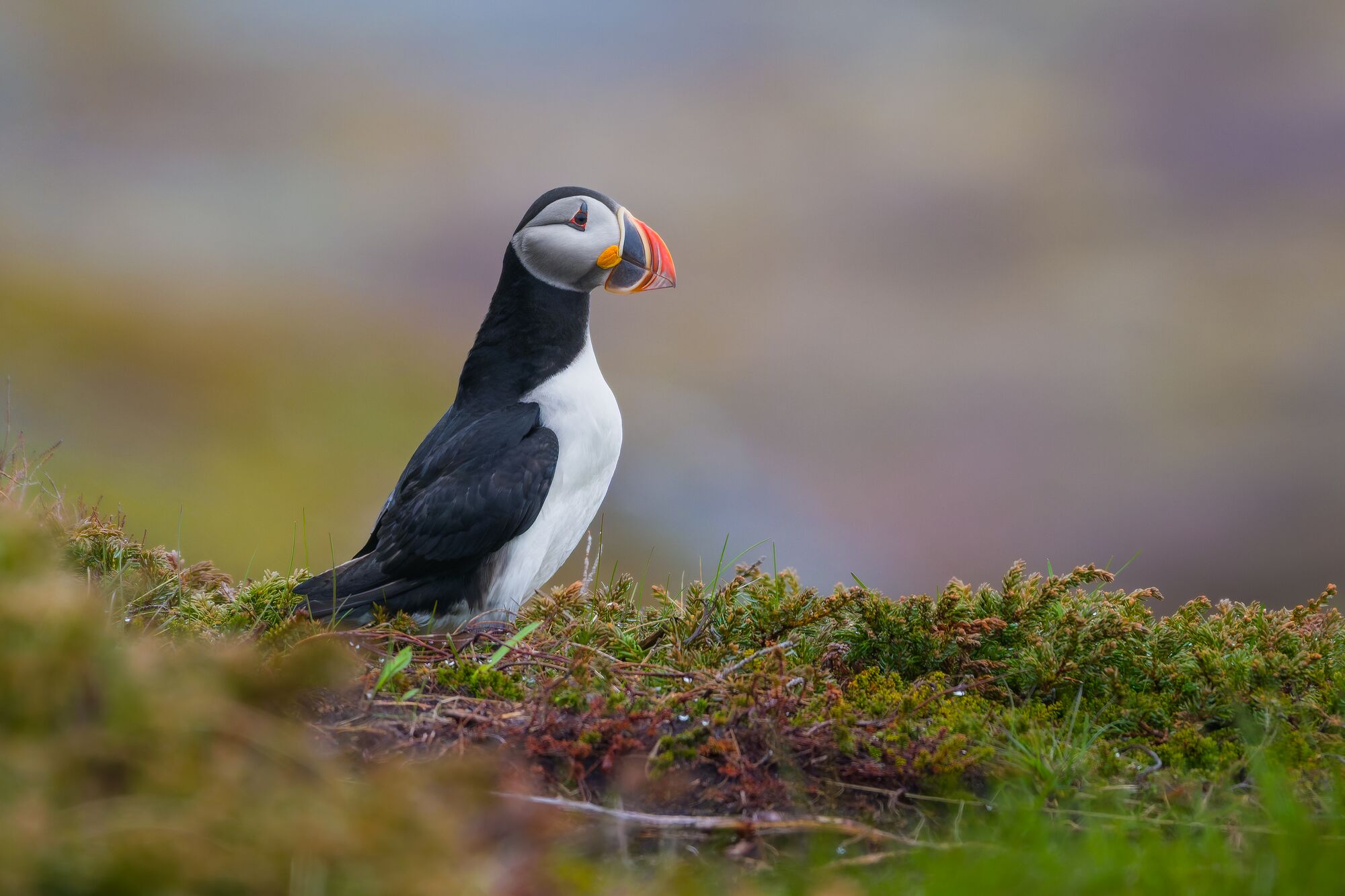 Puffin in Newfoundland