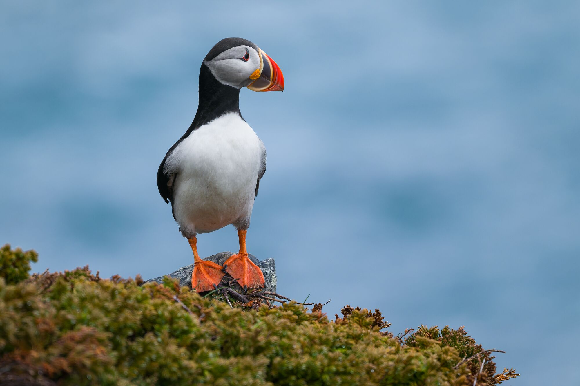 Puffin