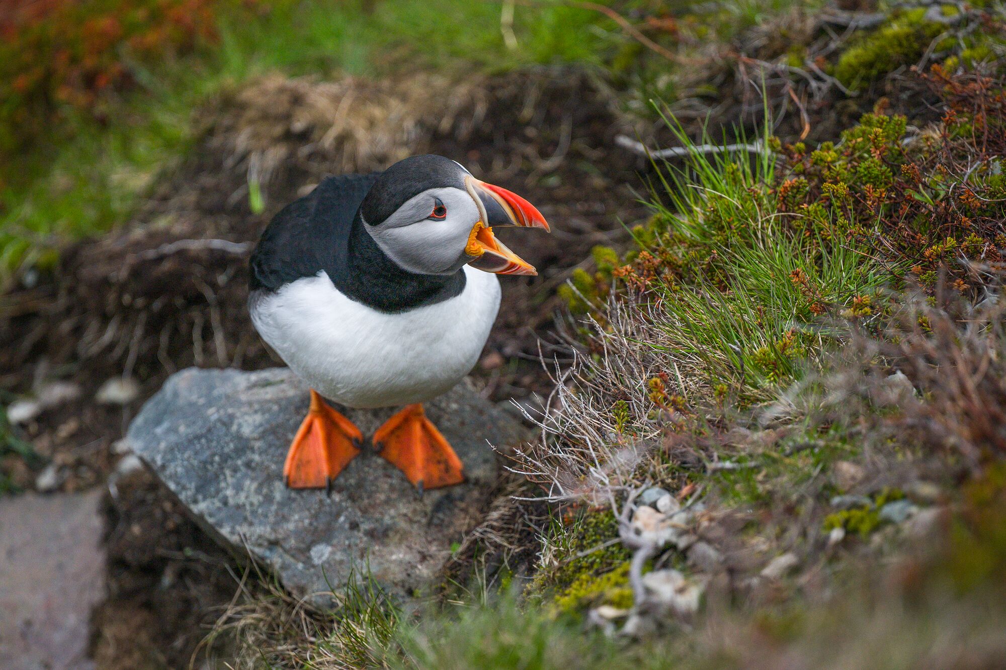 Puffin
