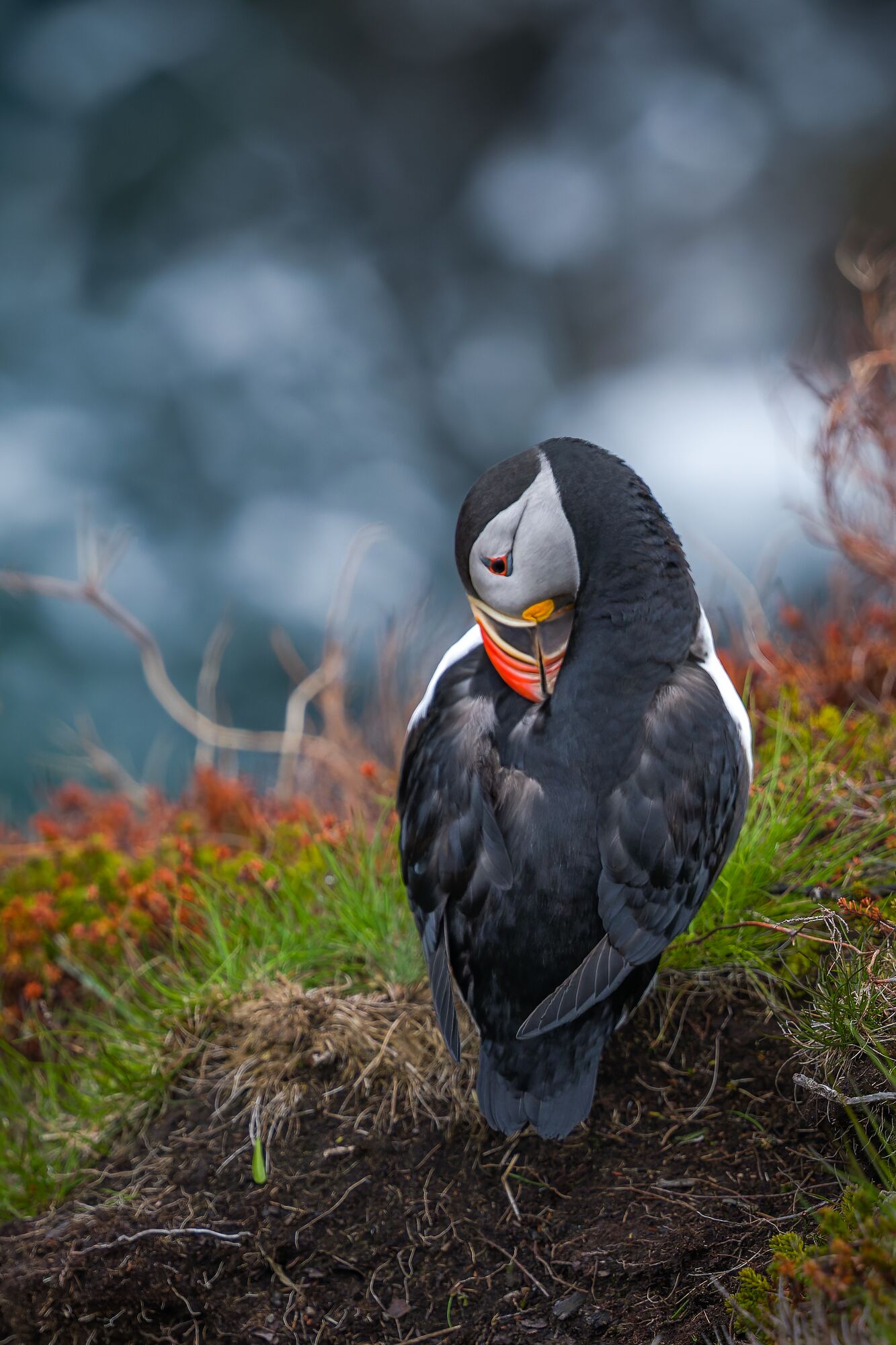 Puffin Preening