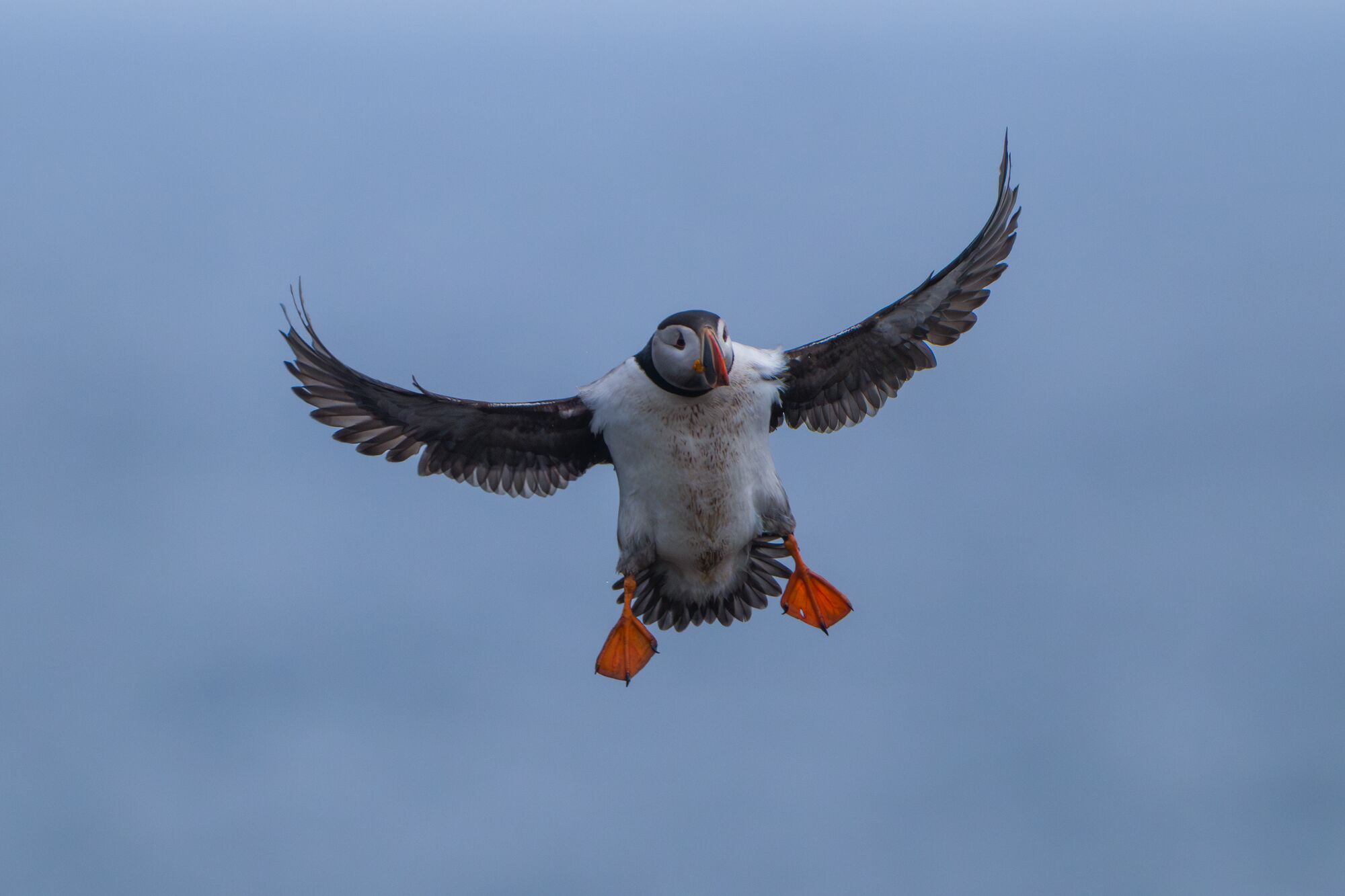 Puffin Coming in for Landing