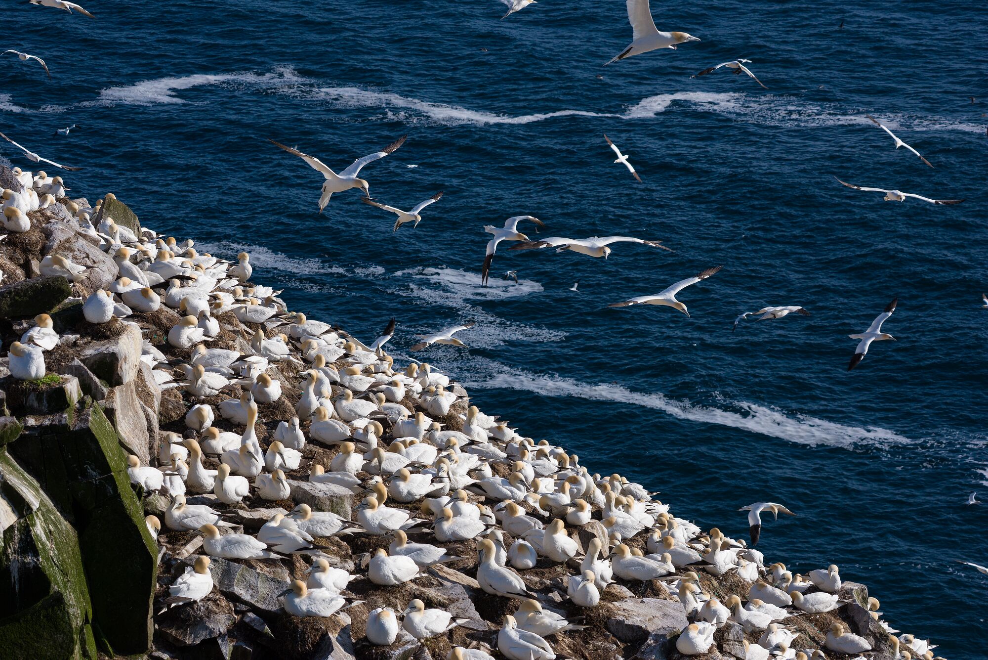 Cape St. Mary's