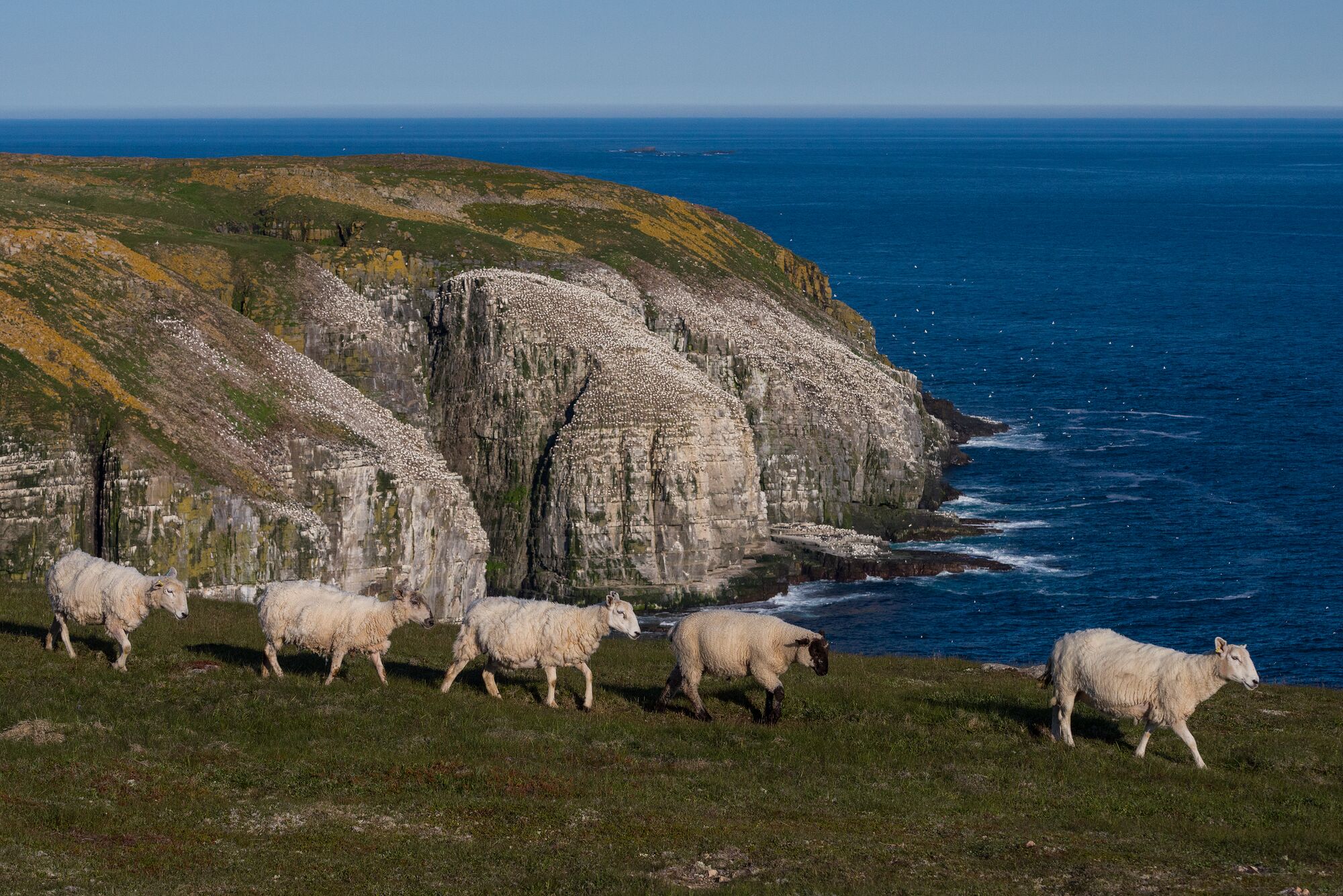 Sheep at Cape St. Mary's