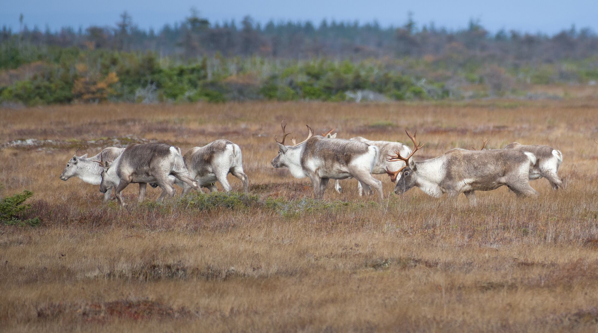 Western Newfoundland