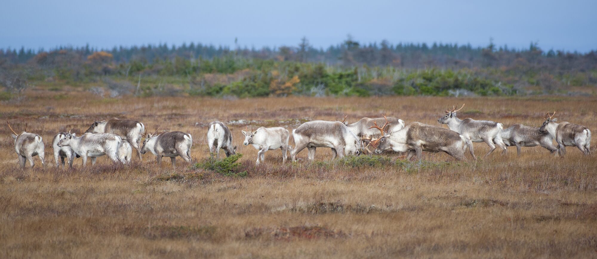 Western Newfoundland