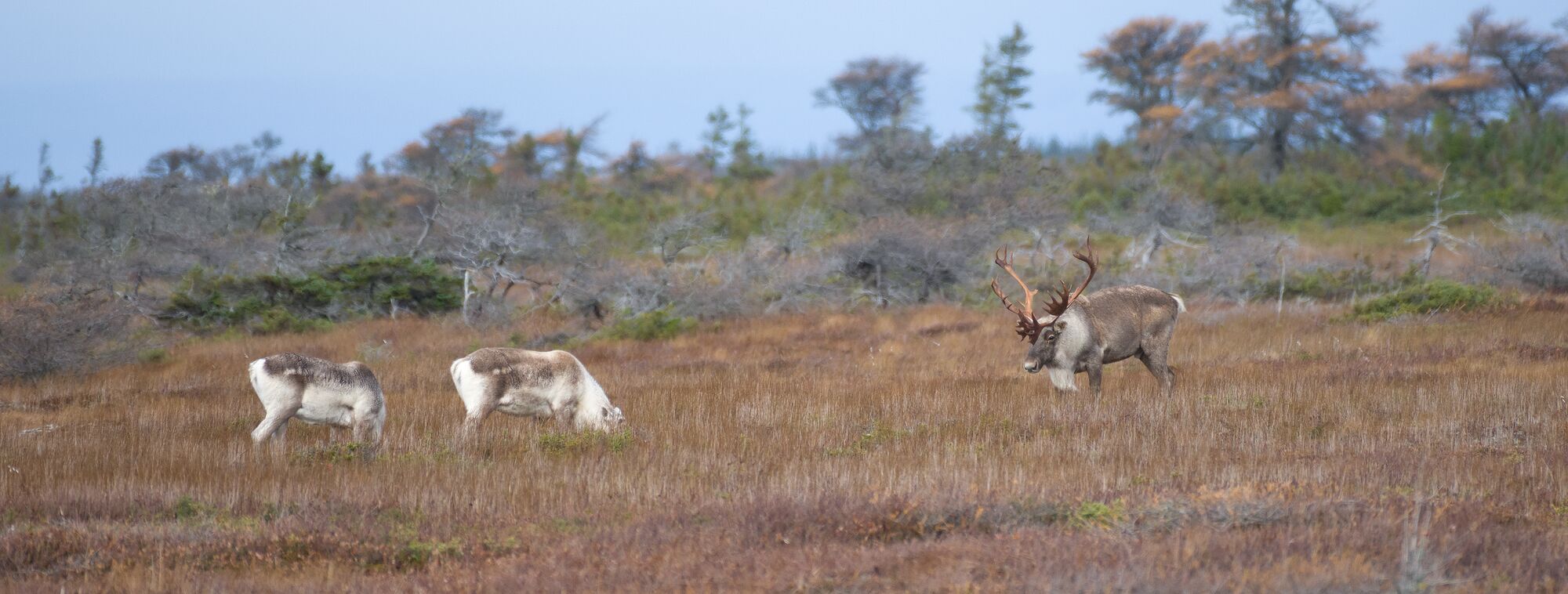 Western Newfoundland