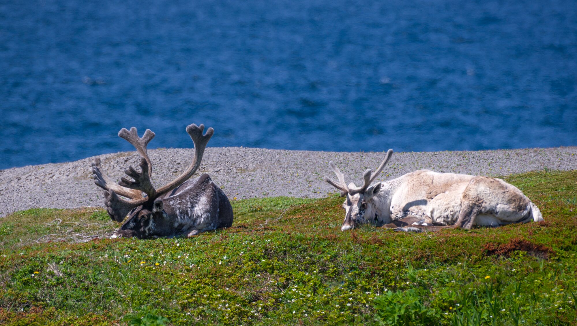 Western Newfoundland