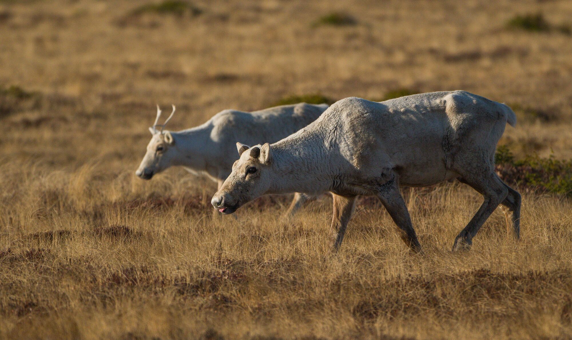 Caribou