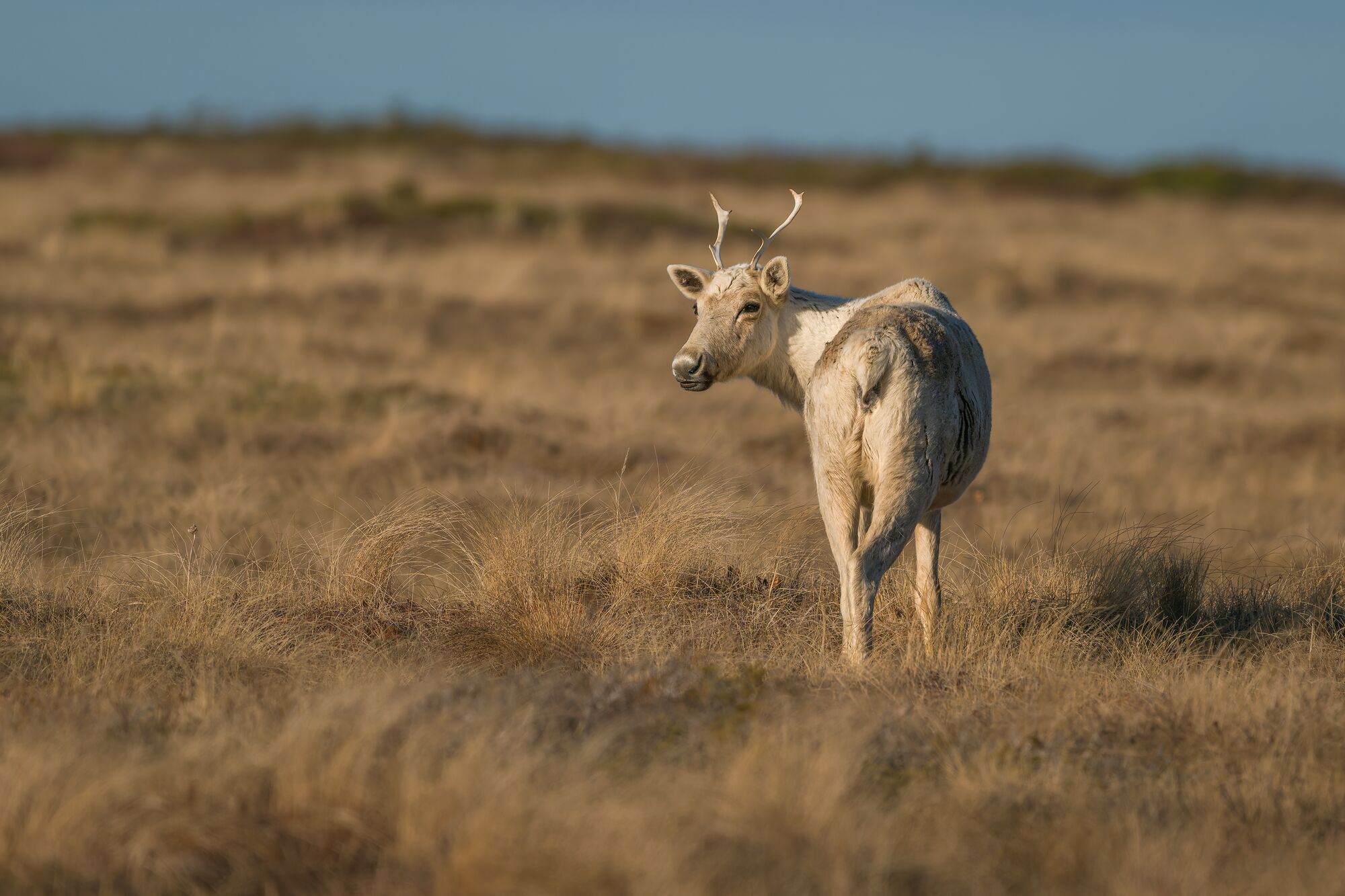 Caribou