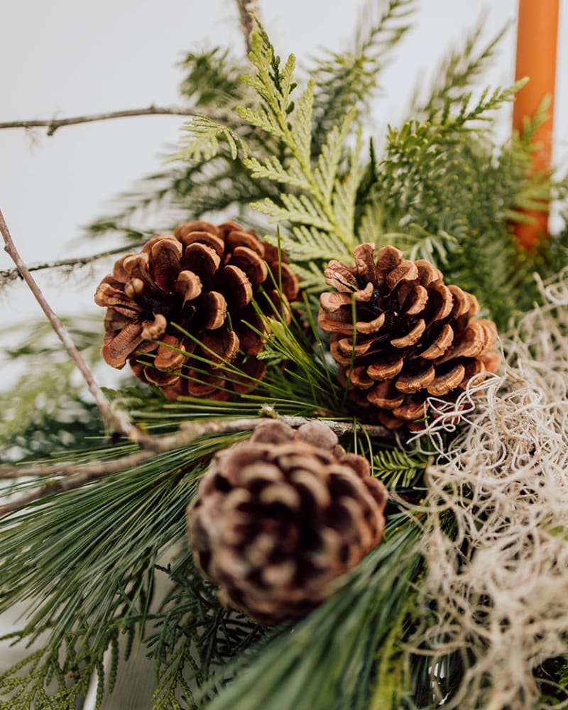 Close up for pine cones and Spanish Moss 