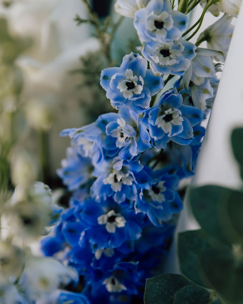cerulean winter