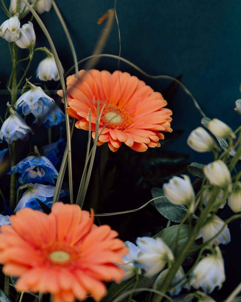 close up of orange flowers 