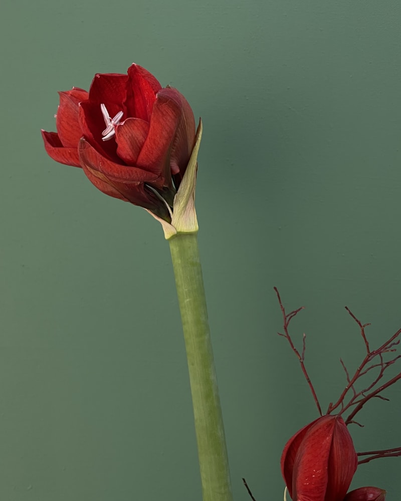 Artful. Evolving. Iconically festive
