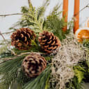 Close up for pine cones and Spanish Moss 