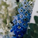 cerulean winter