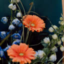 close up of orange flowers 