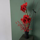 Amaryllis