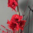 Amaryllis