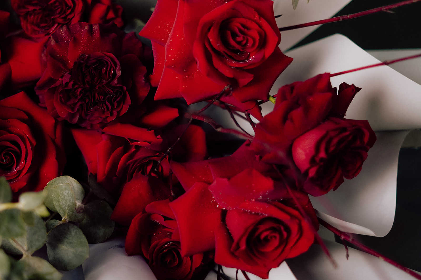 Valentines day roses