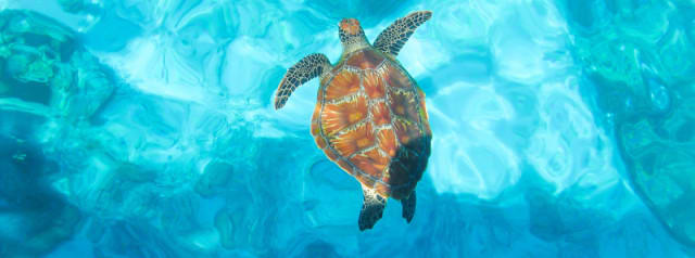 sea-turtle in blur background sea-turtle in blur background