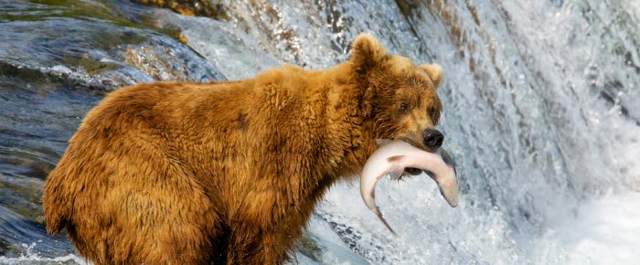 Bears in Alaska