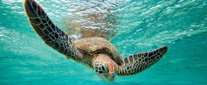 Turtle_QLD