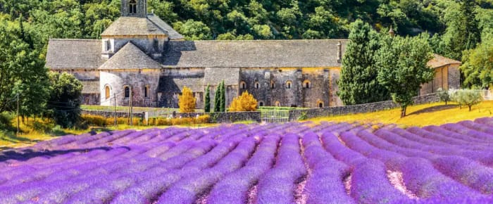 lavendel2