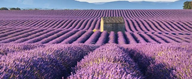 lavendel3