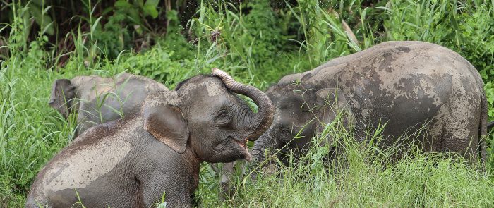 Sabah_Tourism-Clement Liew Ket Hin-PIC_256