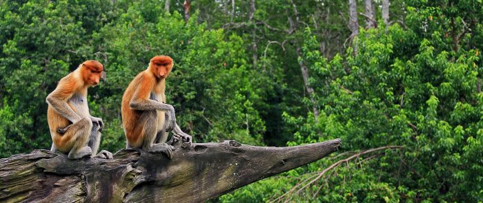 Sabah_Tourism-Ramble and Wander-PIC_270