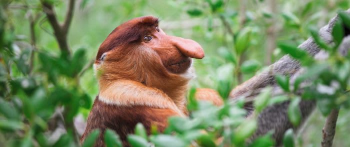 Proboscis Monkey