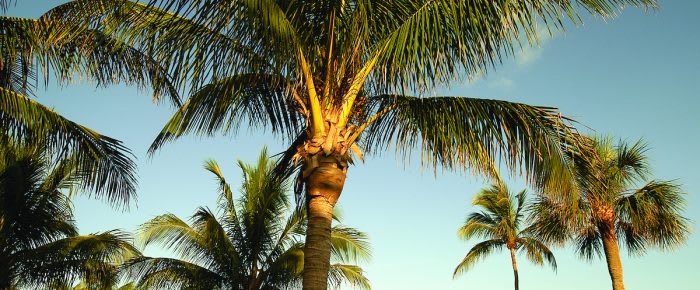 PALM_619