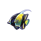 Peixe Pequeno Shark Hunter