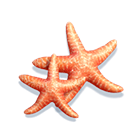 Estrela-do-mar Bikini Paradise