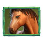 Cavalo Buffalo Win Cavalo Buffalo Win