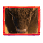 Wild Buffalo Win Wild Buffalo Win