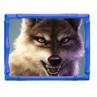 Lobo Buffalo Win Lobo Buffalo Win
