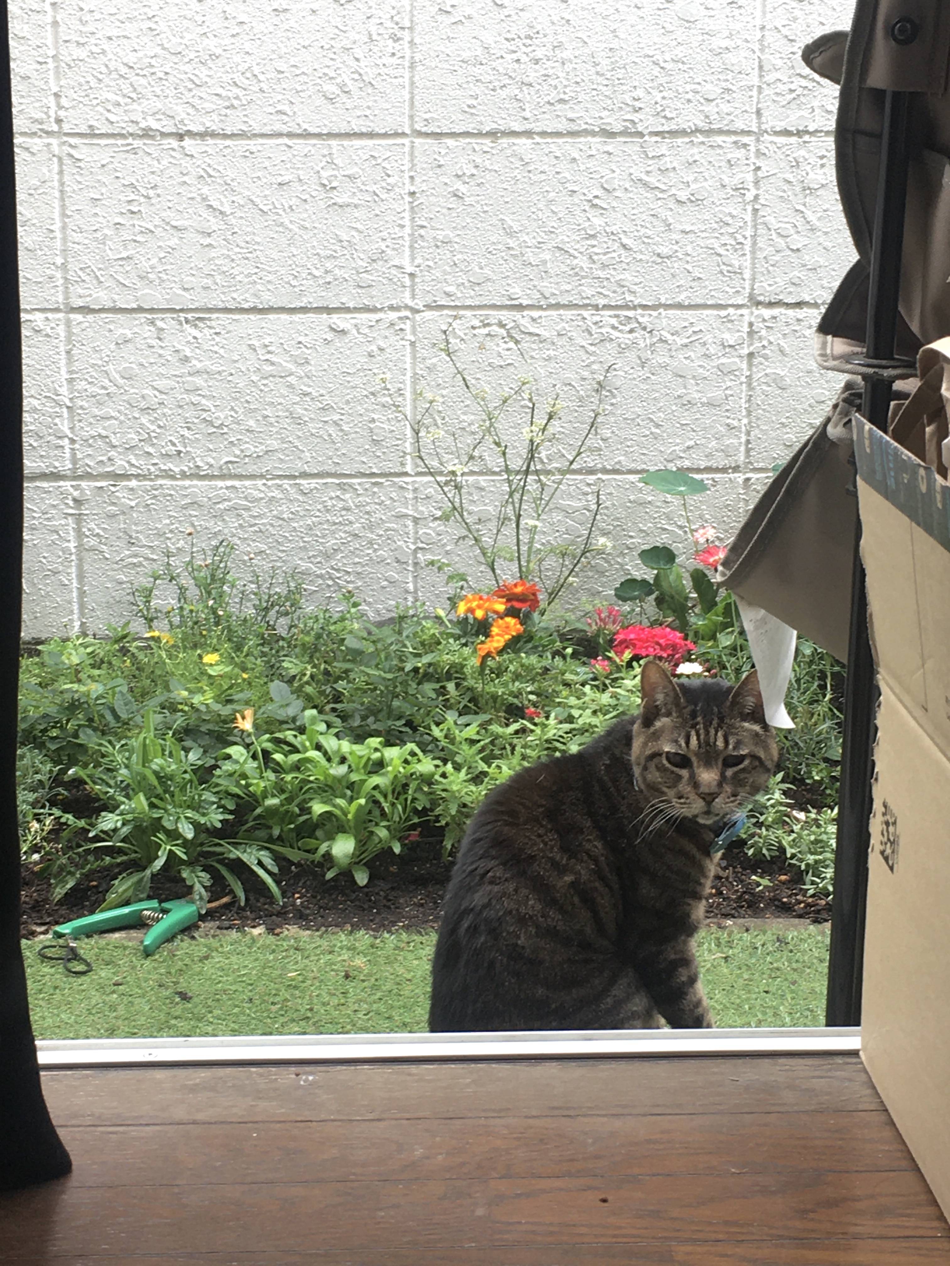 flower garden with cat