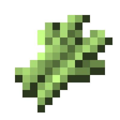 Sugarcane farm