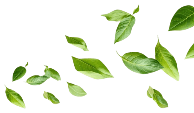 leaves