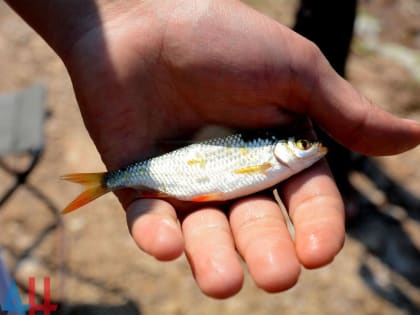 В ДНР запланировали задействовать азовское побережье для развития рыбной промышленности